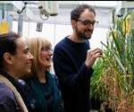 Scientists Take A Step Closer To Heat-Tolerant Wheat