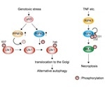 Researchers discover a key regulating factor for alternative autophagy