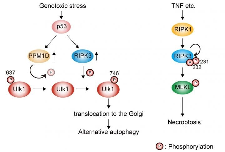 Researchers discover a key regulating factor for alternative autophagy