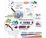New technology can help map immune cells in different types of brain tumors