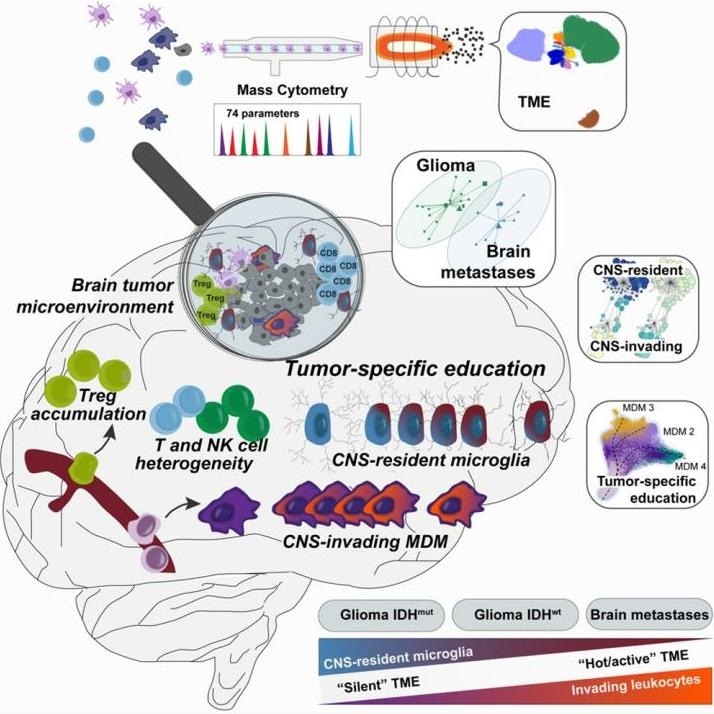 New technology can help map immune cells in different types of brain tumors