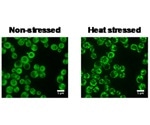 Study shows how organisms adapt to global warming