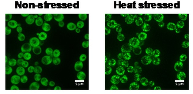 Study shows how organisms adapt to global warming