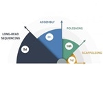 New algorithm accurately, precisely, quickly assembles complete human genomes