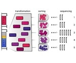 Study reveals a new method for efficient production of proteins