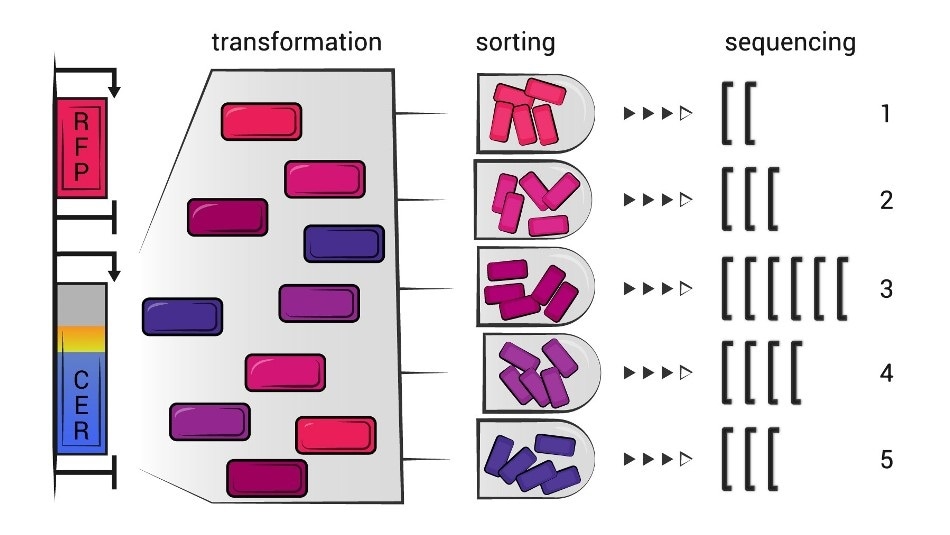 Study reveals a new method for efficient production of proteins
