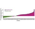 Faulty mRNA in gene expression may contribute to neurodegenerative disorders