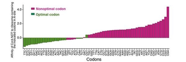 Faulty mRNA in gene expression may contribute to neurodegenerative disorders