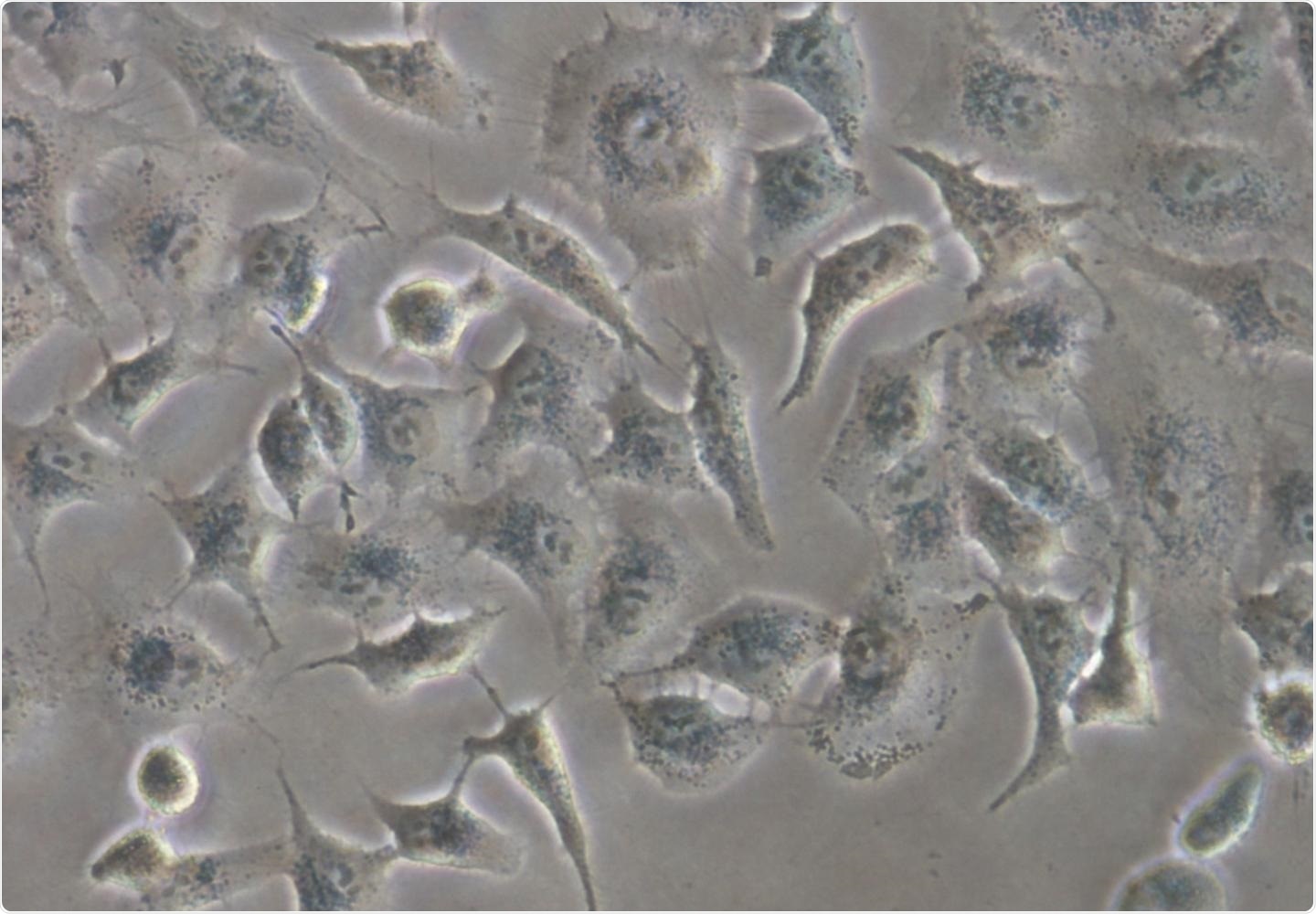 New methodology could help differentiate between healthy and cancer cells