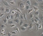New methodology could help differentiate between healthy and cancer cells