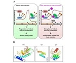 Study shows how plant viral protein disrupts cell division to promote its own propagation