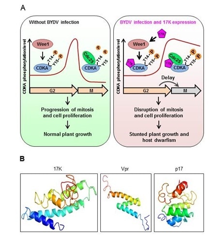 Study shows how plant viral protein disrupts cell division to promote its own propagation