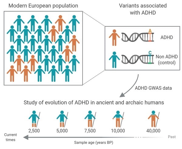 ADHD-associated genetic variants have reduced progressively in human lineage