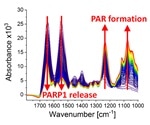 Infrared spectroscopy reveals DNA molecular processes in real time