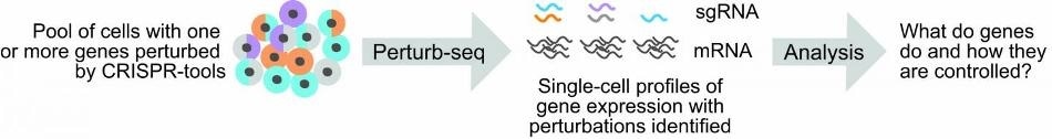 Single-cell gene expression studies can shed more light on disrupted genes