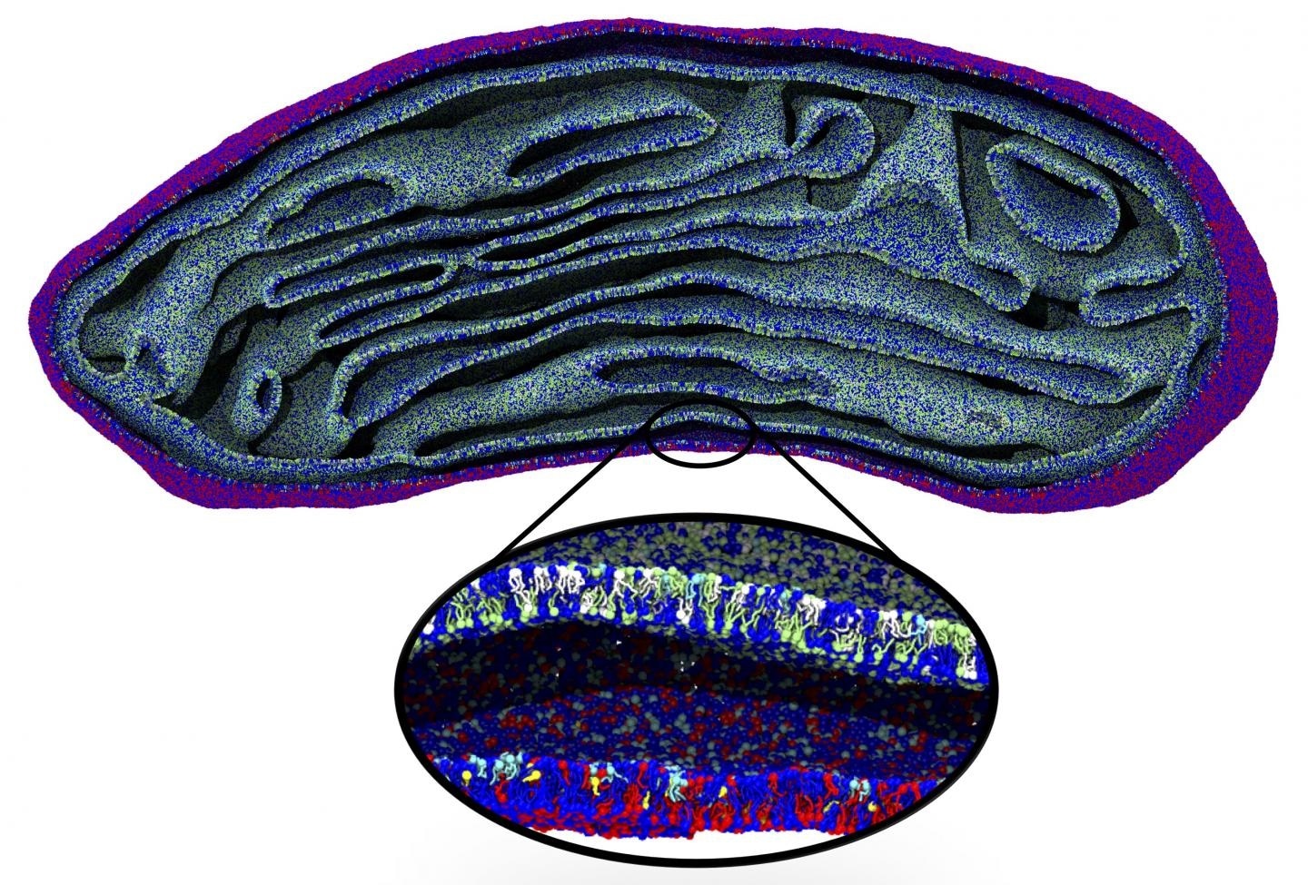 New algorithm links large-scale membrane changes to molecular level simulations