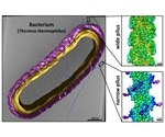 New technique reveals the proliferation and genetic exchange of bacteria