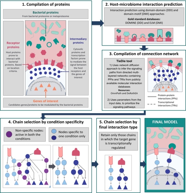 New tool shows how microbes influence health and promote diseases
