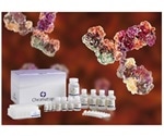 ChIP kits for high throughput antibody validation