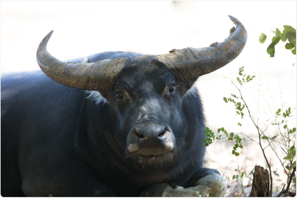 Buffalo, unmanaged cattle to be tagged and tracked from space
