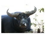 Buffalo, unmanaged cattle to be tagged and tracked from space
