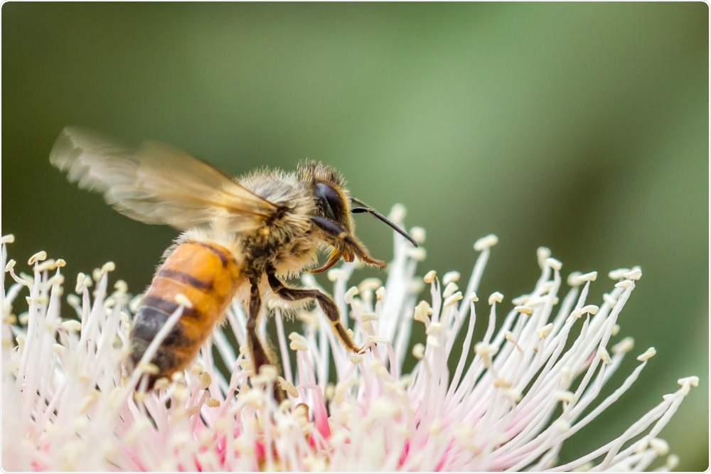 Native Bee Native Bee