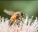 Study Finds Natural Fires Help Native Bees, Improve Food Security