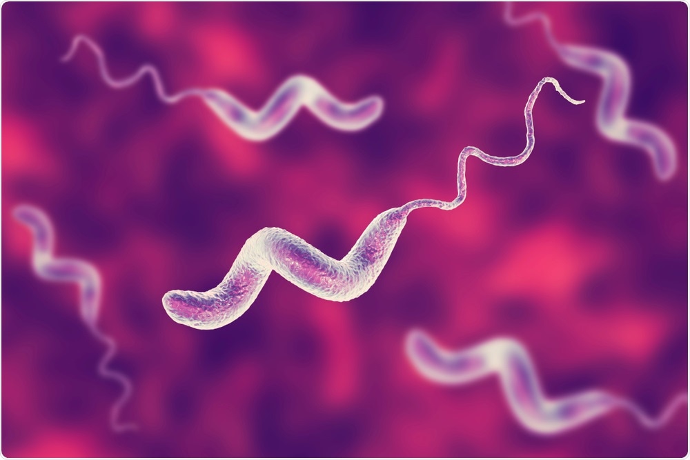 Campylobacter Bacteria Campylobacter Bacteria