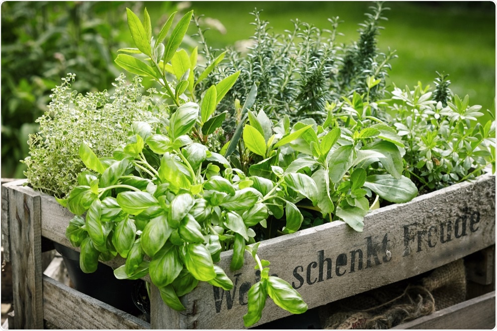 Culinary Herbs Culinary Herbs