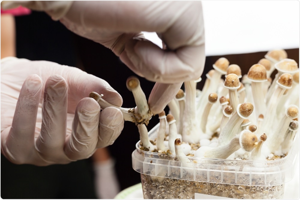 Magic Mushrooms Magic Mushrooms