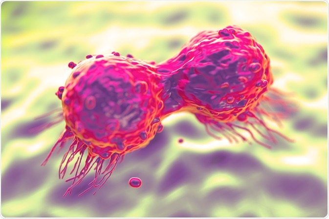 Dividing Breast Cancer Cell Dividing Breast Cancer Cell