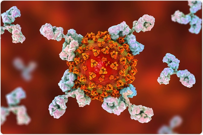 Antibodies attacking SARS-CoV-2 Virus