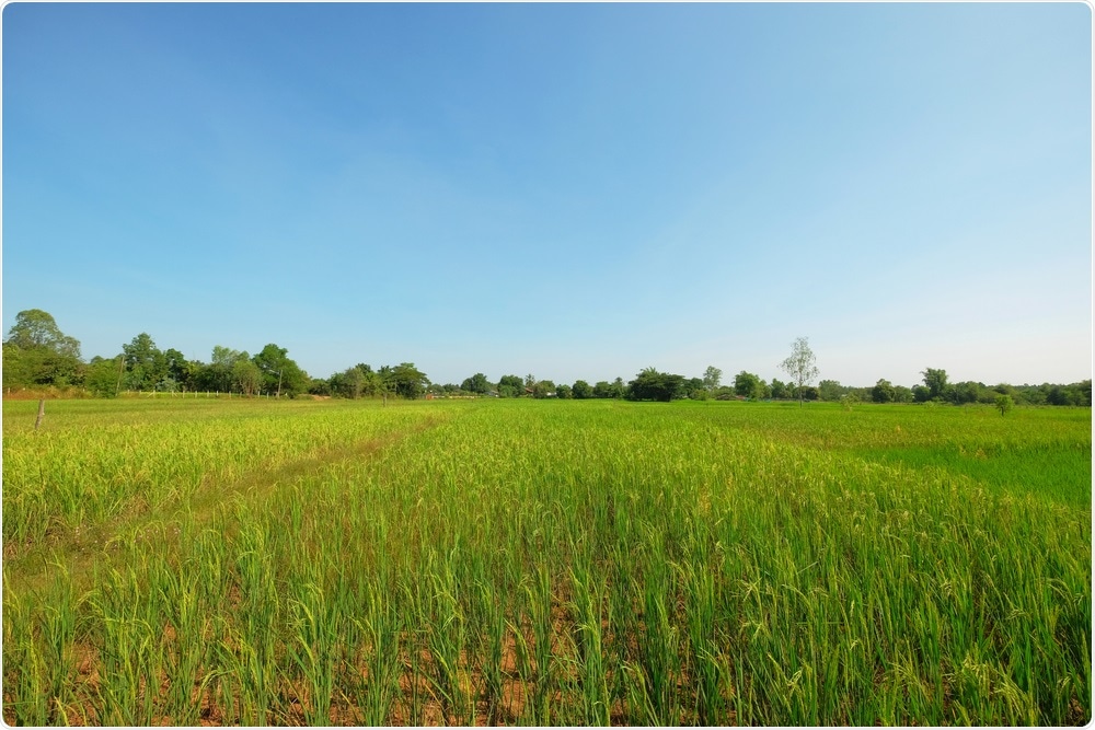 Grassland Grassland