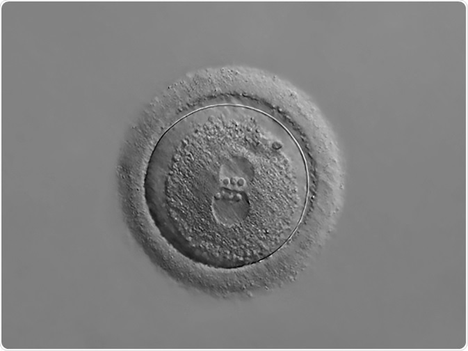 Zygote Zygote