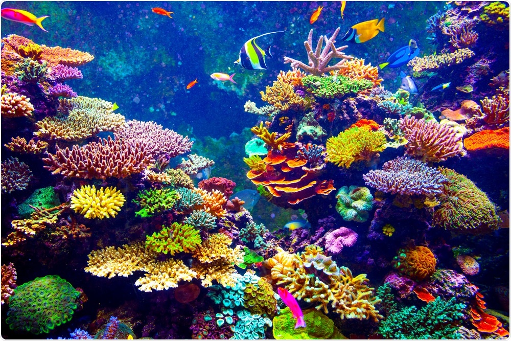 Coral Reef