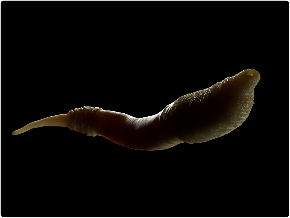C. Elegans Worm C. Elegans Worm
