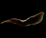 DNA Damage And Faulty Repair Jointly Cause Mutations