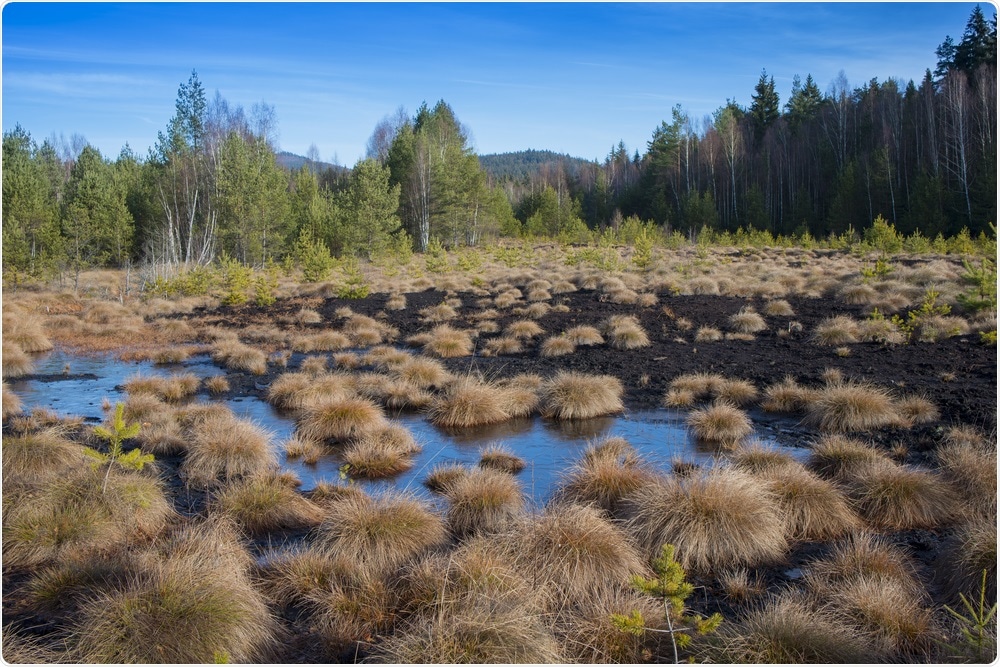 Peat Bog