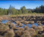 Low-Severity Fires Enhance Long-Term Carbon Retention Of Peatlands