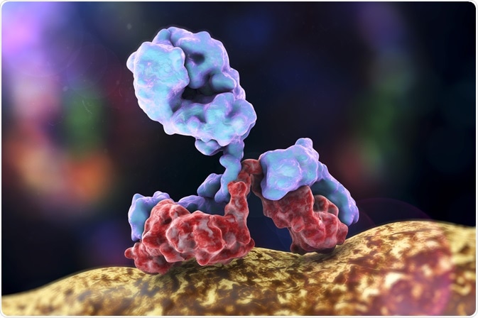 Antibody Antibody