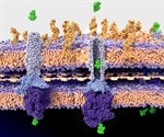 A New Brick In The Wall: Bacterial Cell Wall Intermediate Found