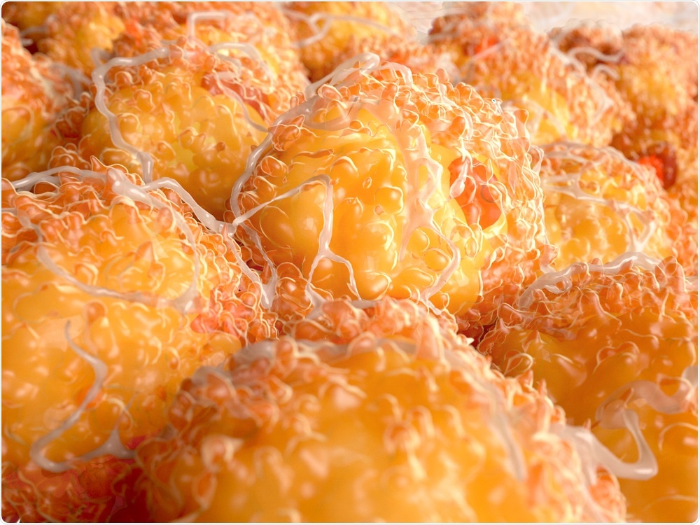 White Fat Cells White Fat Cells