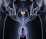 New Discovery Explains How The Prostate Gland Regenerates Itself