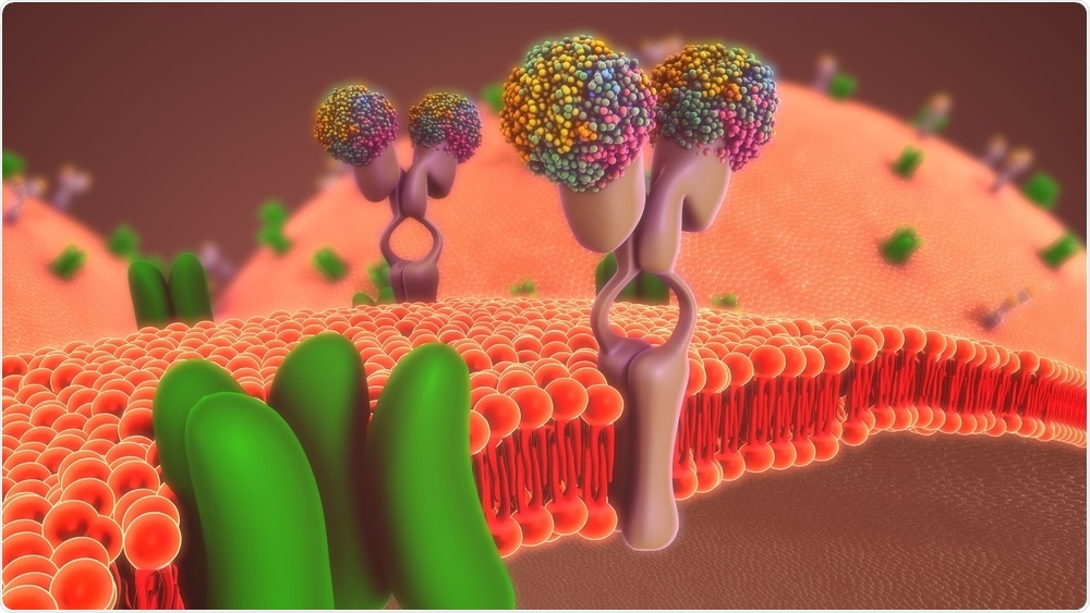 Cell Membrane Cell Membrane