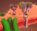 'Water Wires' May Play Bigger Role In Cellular Function