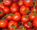 Should Tomatoes Go In The Fridge?