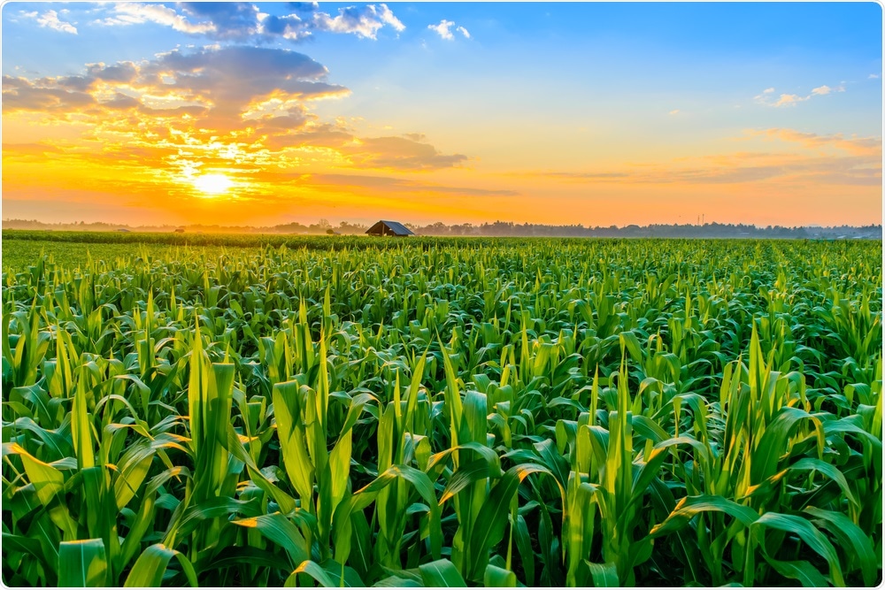 Maize Field Maize Field