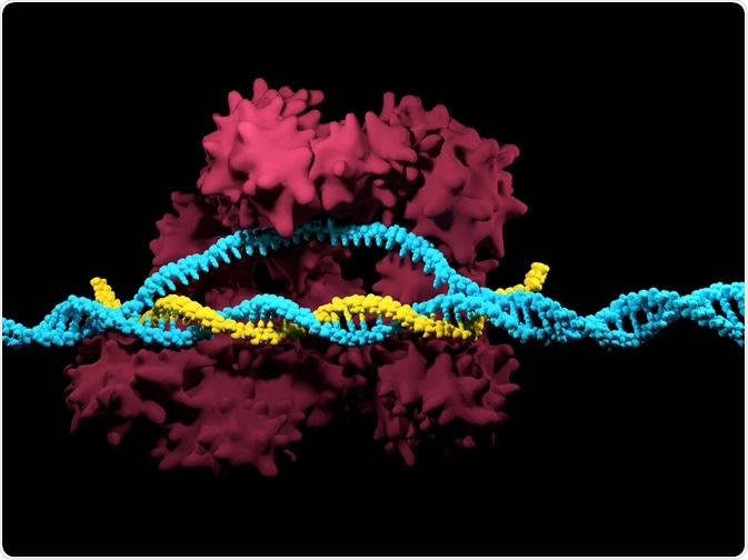 CRISPR-Cas9 CRISPR-Cas9