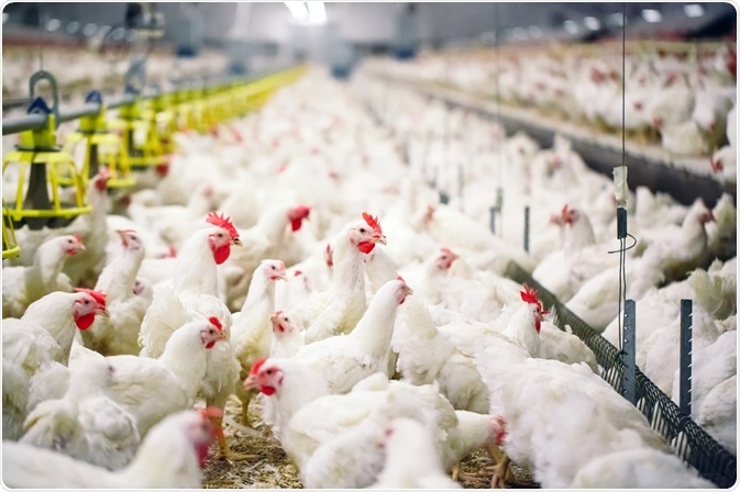 Chicken Farm Chicken Farm