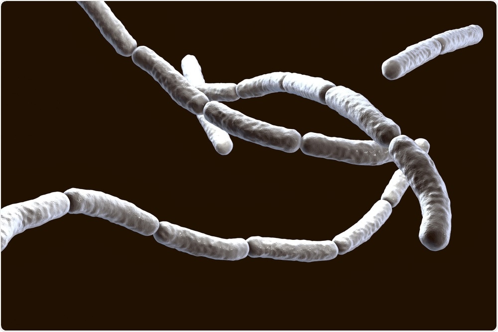 Bacillus Subtilis Bacillus Subtilis
